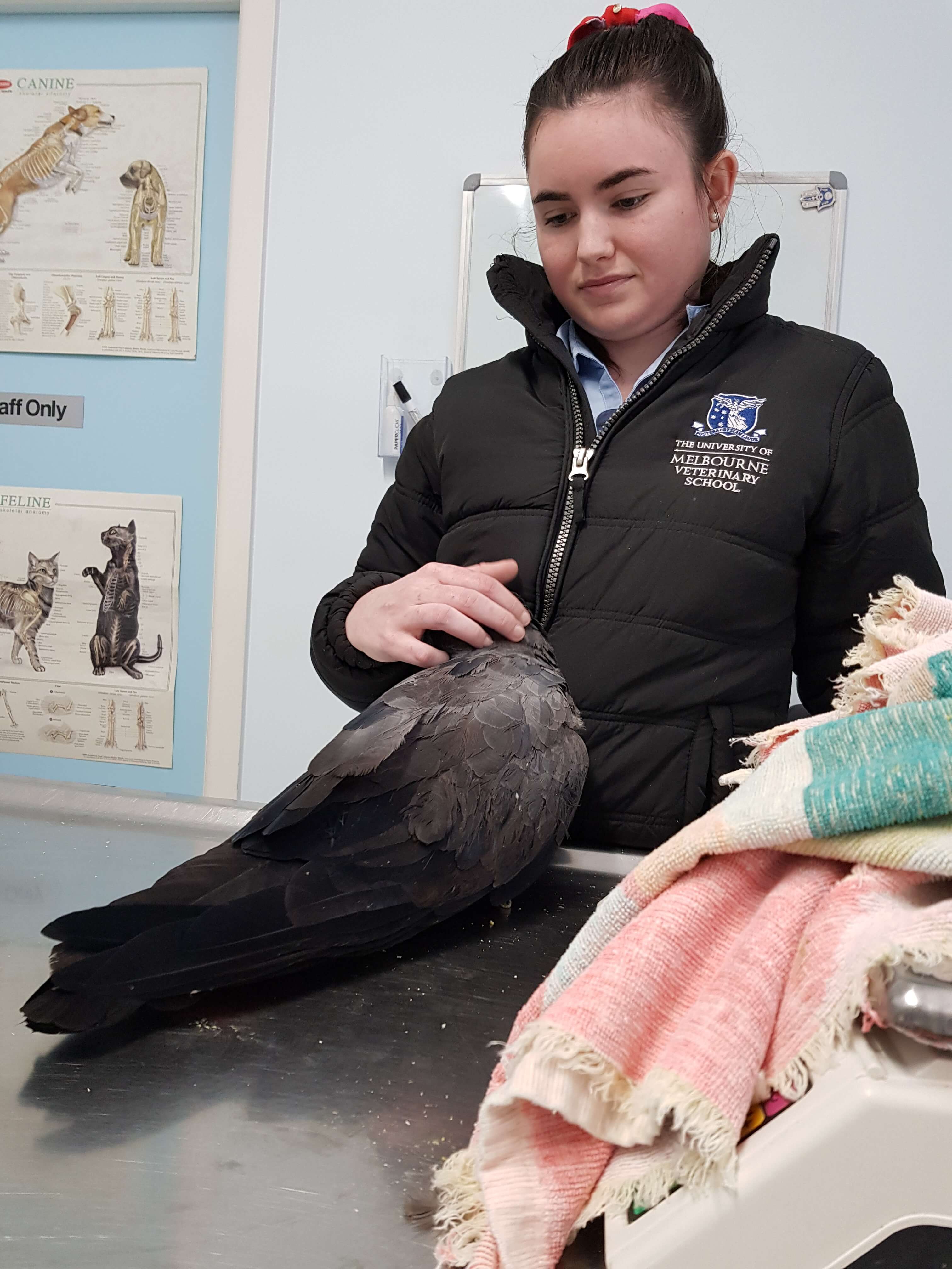 Bird Vet Melbourne |the chicken vet